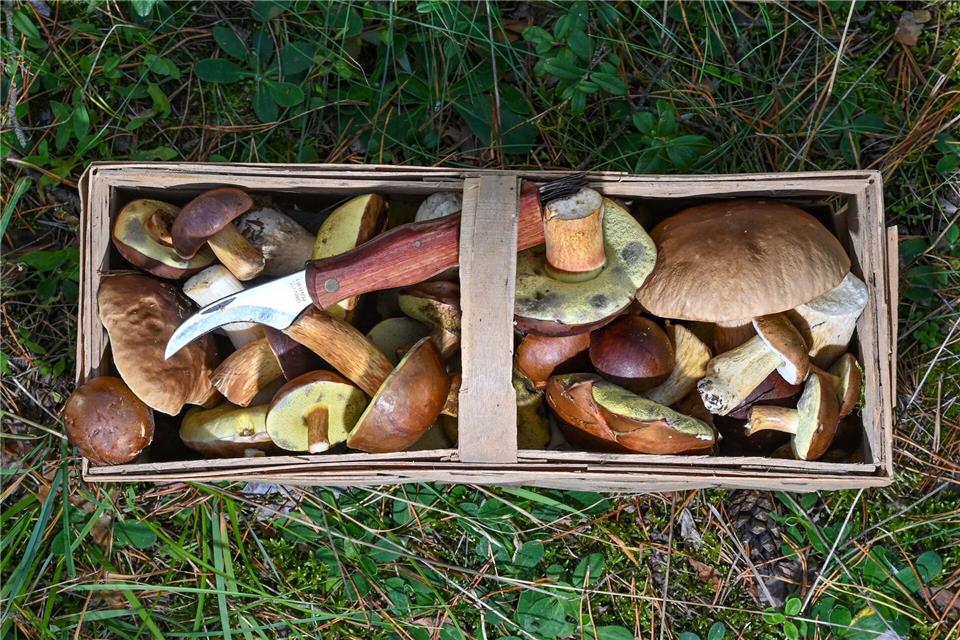 Herbstzeit ist Pilzzeit - doch Vorsicht: Manche Pilze haben giftige Doppelgänger. (Symbolbild)Patrick Pleul/dpa-Zentralbild/ZB