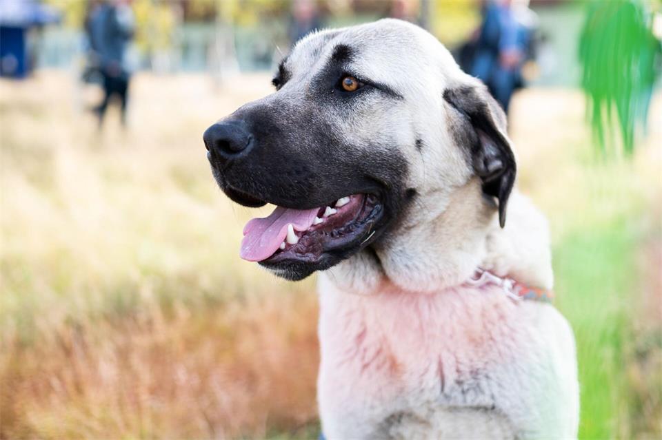 Herdenschutzhunde wie der Kangal sind nichts für Anfänger. (Symbolfoto) Philipp Schulze/dpa