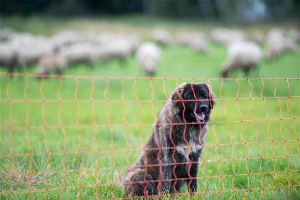 Herdenschutzmaßnahmen sind etwa Hütehunde oder Zäune. (Symbolbild)Klaus-Dietmar Gabbert/dpa-Zentralbild/dpa