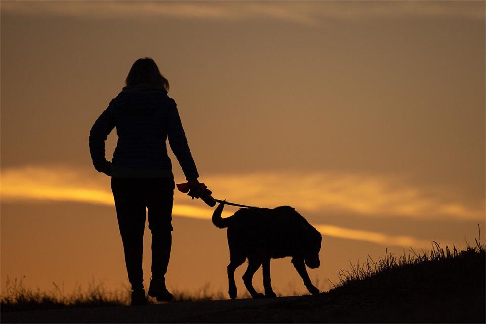 Herrchen oder Frauchen? Ein Gericht entschied, dass bei einer Trennung der gemeinsame Hund zwischen den beiden Ex-Partnern versteigert werden kann.picture alliance/dpa