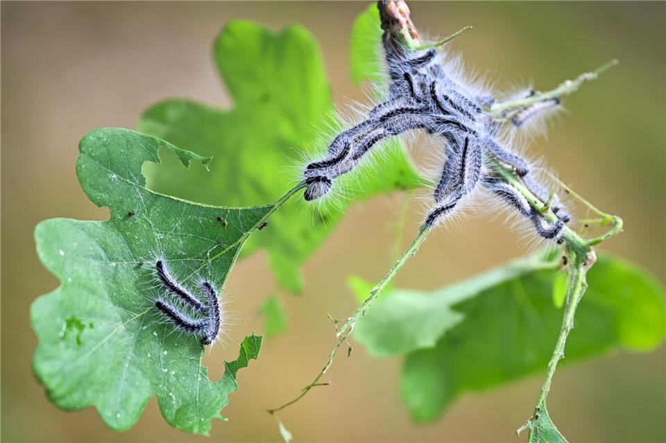 Hessen Forst verzichtet auf Bekämpfung des Eichenprozessionsspinners im Wald und setzt auf Monitoring. (Symbolbild)Philip Dulian/dpa