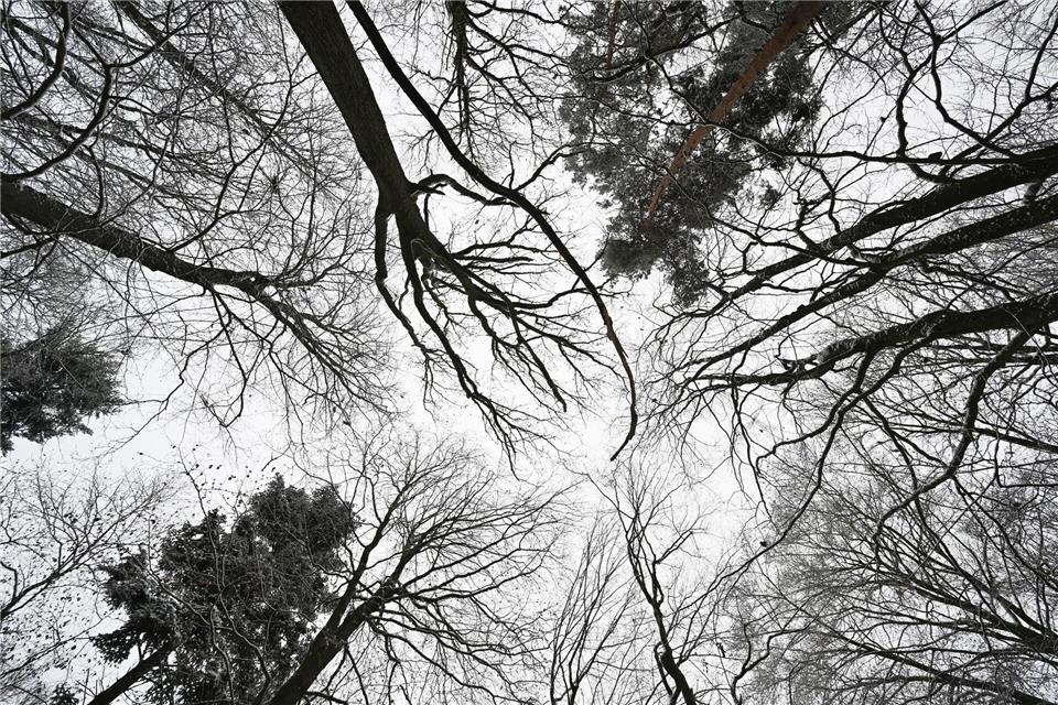 Hessen hat eine Waldfläche von rund 898.000 Hektar.Arne Dedert/dpa