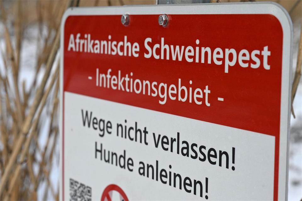 Hessen setzt auf einen neuen Ansatz im Kampf gegen Afrikanische Schweinepest. (Symbolbild)Michael Brandt/dpa