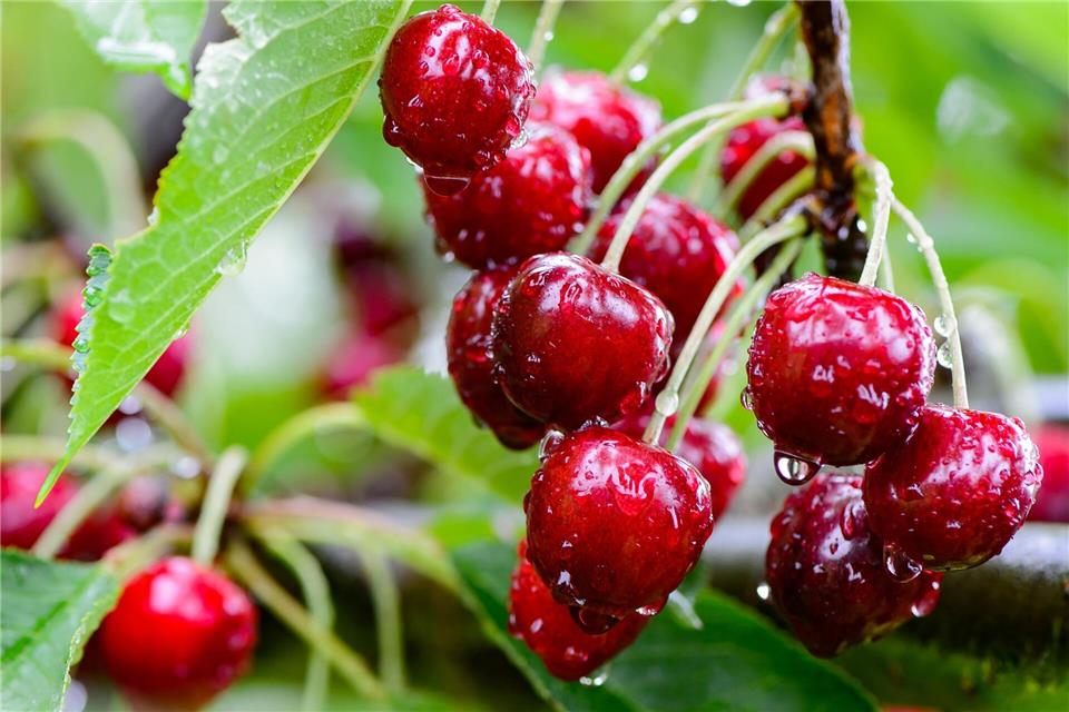 Hessens Kirschbauern kämpfen mit steigenden Kosten und Wetterextremen. (Symbolfoto)Swen Pförtner/dpa