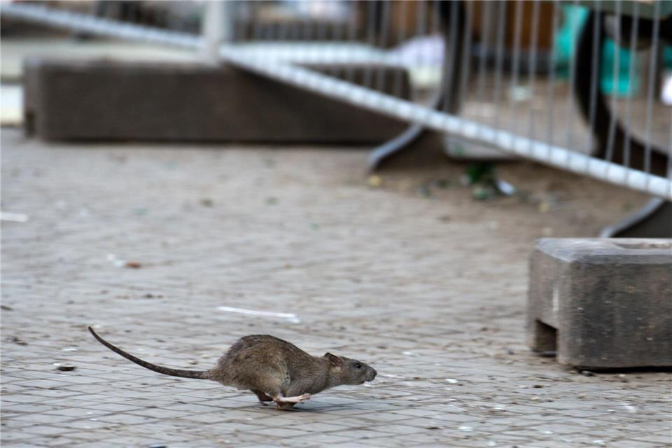 Hessens Städte setzen auf Köder und Aufklärung, um Ratten in Schach zu halten. (Symbolbild)Bernd von Jutrczenka/dpa