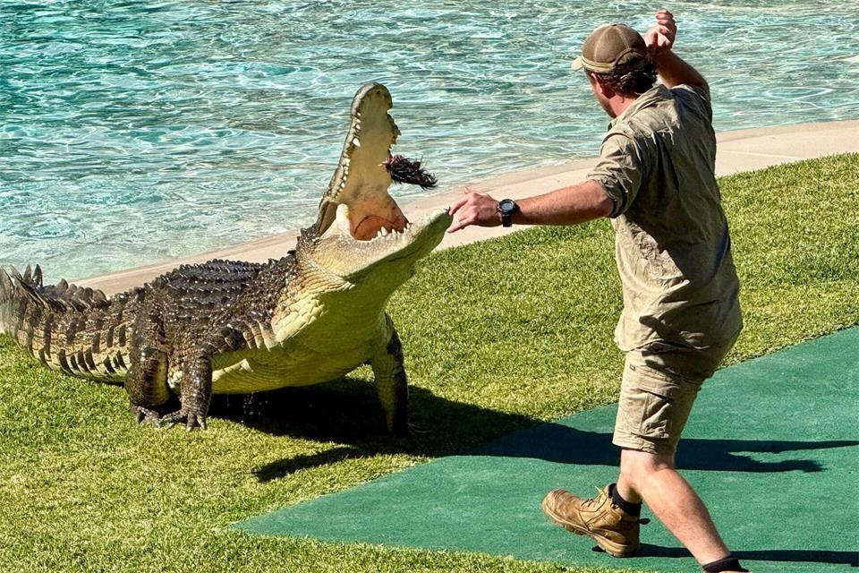 Heute führen Ranger die berühmte Krokodilshow im Australia Zoo vor - und geben Tipps zum Umgang mit den Reptilien.Carola Frentzen/dpa