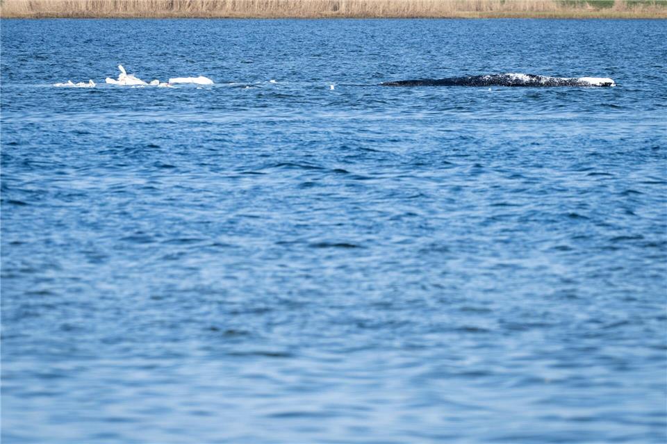 Heute könnte sich entscheiden, ob die Walrettung gelingt. Philip Dulian/dpa