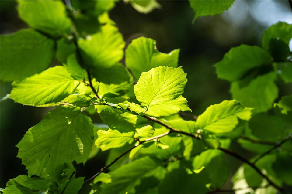 Heute wachsen im Saarkohlenwald zu 40 Prozent Buchen. (Symbolbild)Silas Stein/dpa