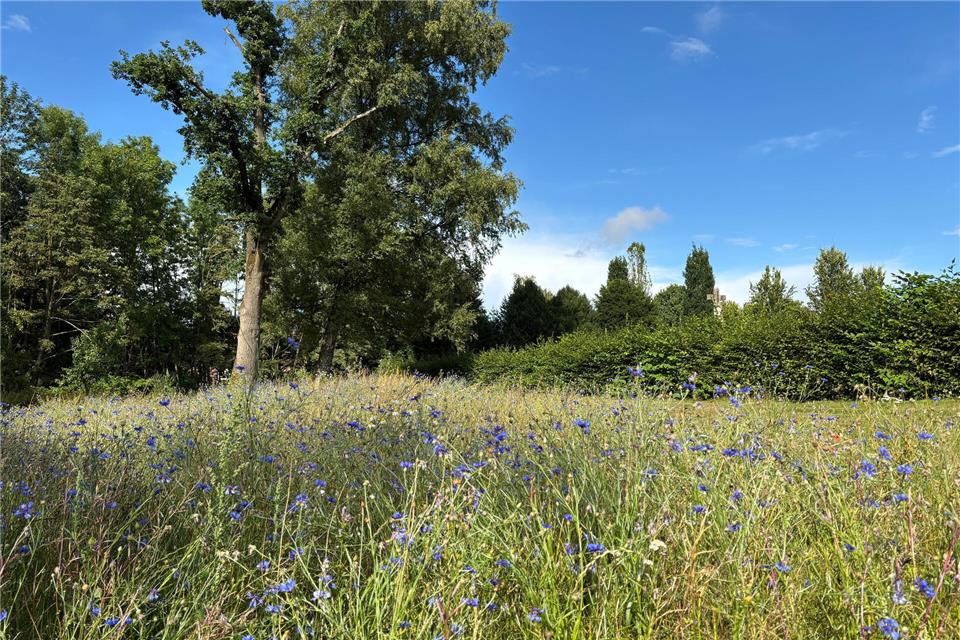 Hier auf der Wiese hinter dem Alten Friedhof in Velen legte der Nachhaltigkeitsausschuss der Gemeinde St. Peter und Paul bereits eine Blühwiese an.
