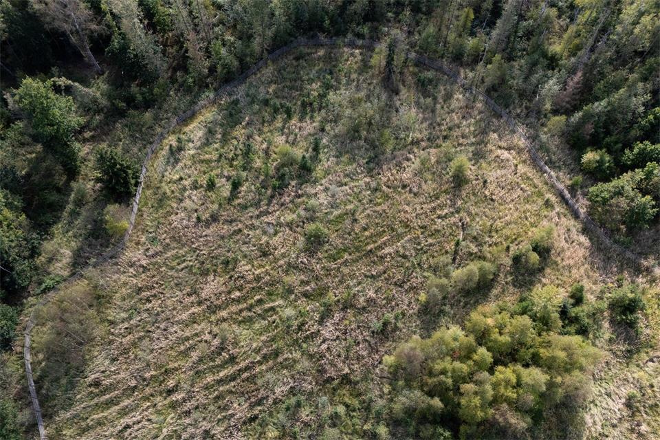 Hier sind schon junge Bäume nachgepflanzt worden: Schadfläche in einem Wald im Kreis Gießen. (Symbolbild)Florian Wiegand/dpa