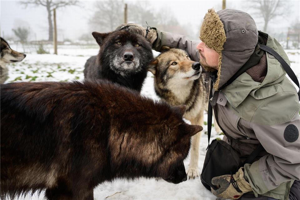 Hier streichelt er einige seiner Wölfe.Philipp Schulze/dpa
