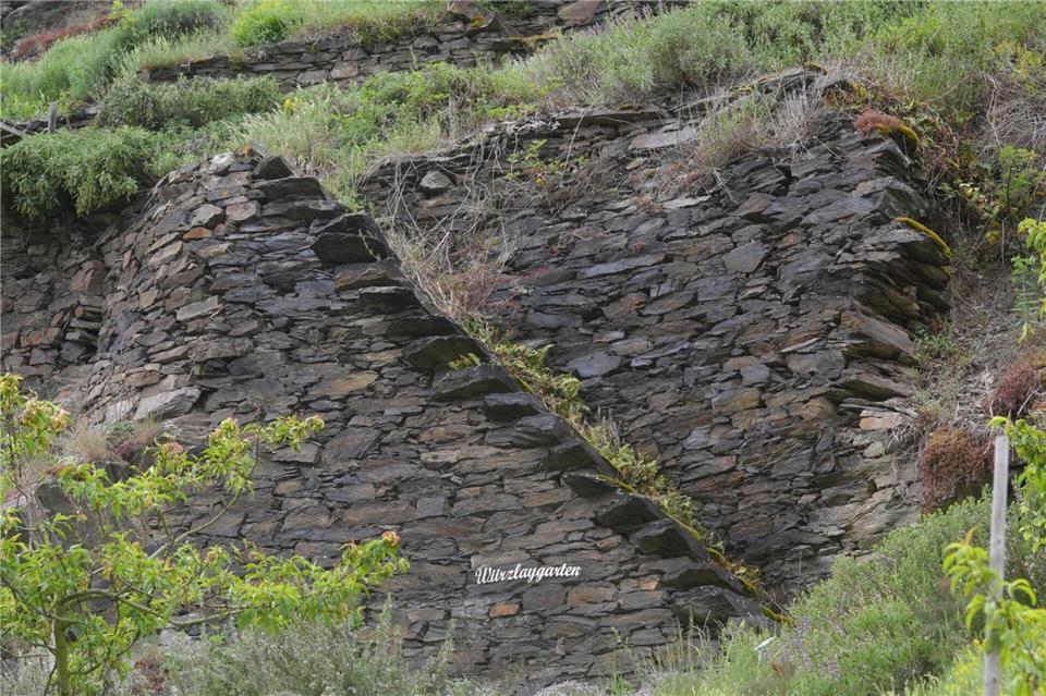 Hier wachsen keine Trauben mehr: In der Lage „Lehmener Würzlay“ an der Mosel liegen Weinberge brach.Thomas Frey/dpa