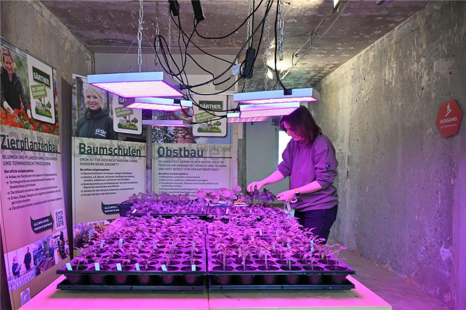 Hier wächst etwas nach: Auch im früher als Mietwohnhaus genutztem Gebäude „Blumen-Block“ können Besucher der Landesgartenschau einiges erleben.Martin Schutt/dpa