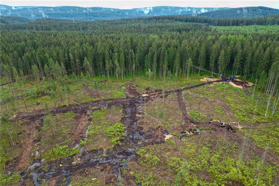 Hier wird ein altes Moor wieder zu neuem Leben erweckt: das „Moor am Roten Fluss“ bei Auerbach im Vogtland. Hendrik Schmidt/dpa
