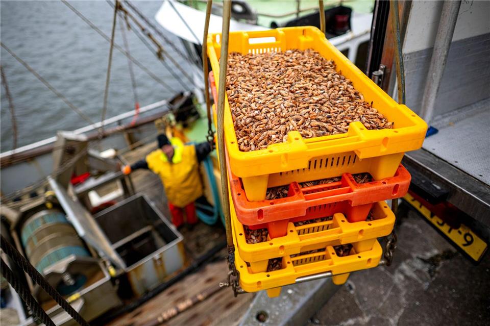 Hinter den Krabbenfischern liegen miese Wirtschaftsjahre. (Archivbild)Sina Schuldt/dpa