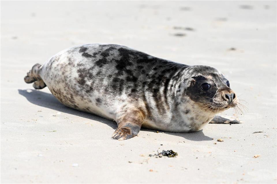 Hinter den beiden einst geschwächten Kegelrobben liegen mehrere Wochen Vollpension und Aufzucht in der Seehundstation Norddeich. Lars Penning/dpa
