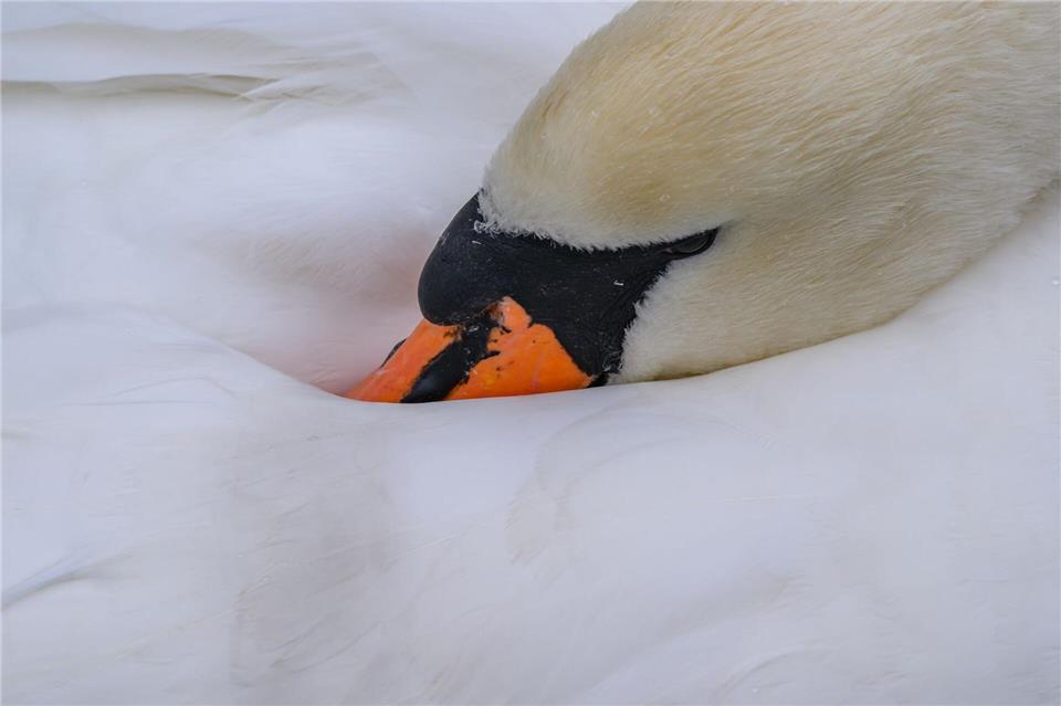 Hinweise auf einen Tierangriff gibt es laut Polizei nicht. (Symbolbild)Patrick Pleul/dpa/ZB