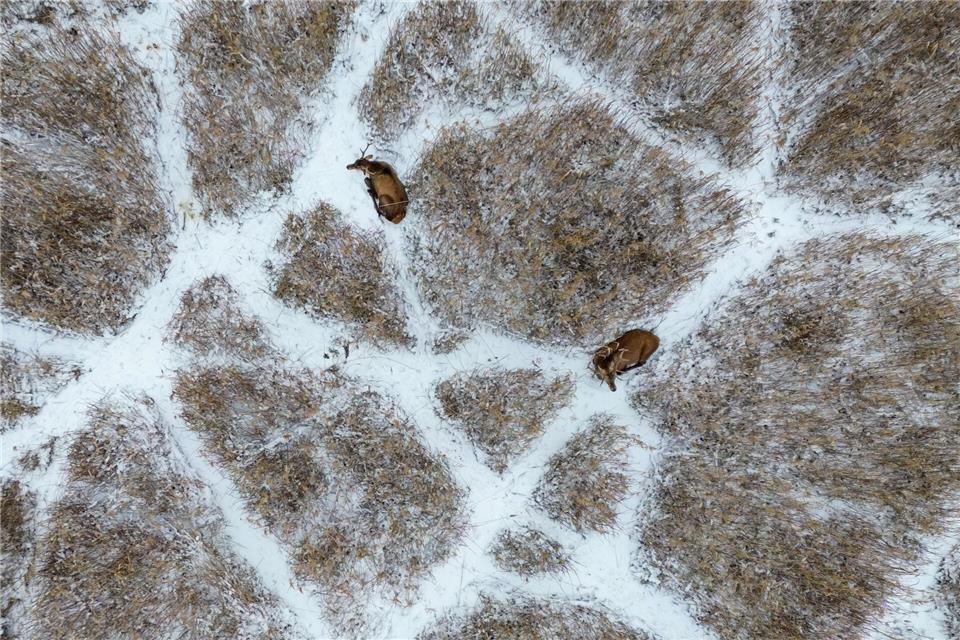 Hirsche liegen im Schnee. (Archivbild)Patrick Pleul/dpa