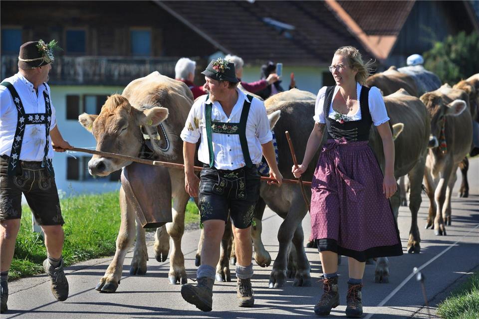 Älpler blicken auf turbulenten Bergsommer zurück Hirten führen beim Viehscheid in Memhölz ihre Tiere Richtung Tal.Karl-Josef Hildenbrand/dpa