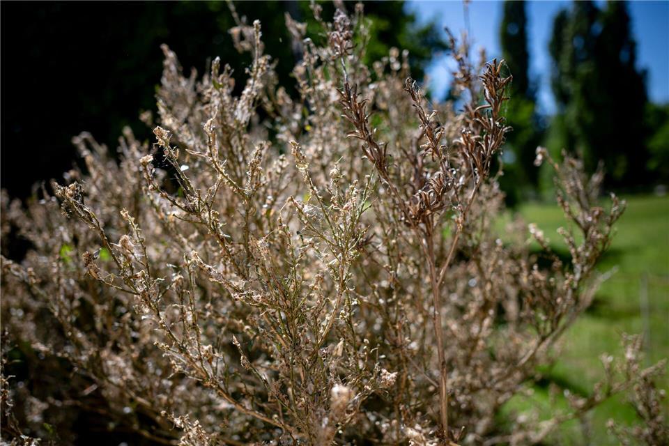Historische Parkanlagen leiden unter dem Schädling Buchsbaumzünsler. (Archivbild)Fabian Sommer/dpa