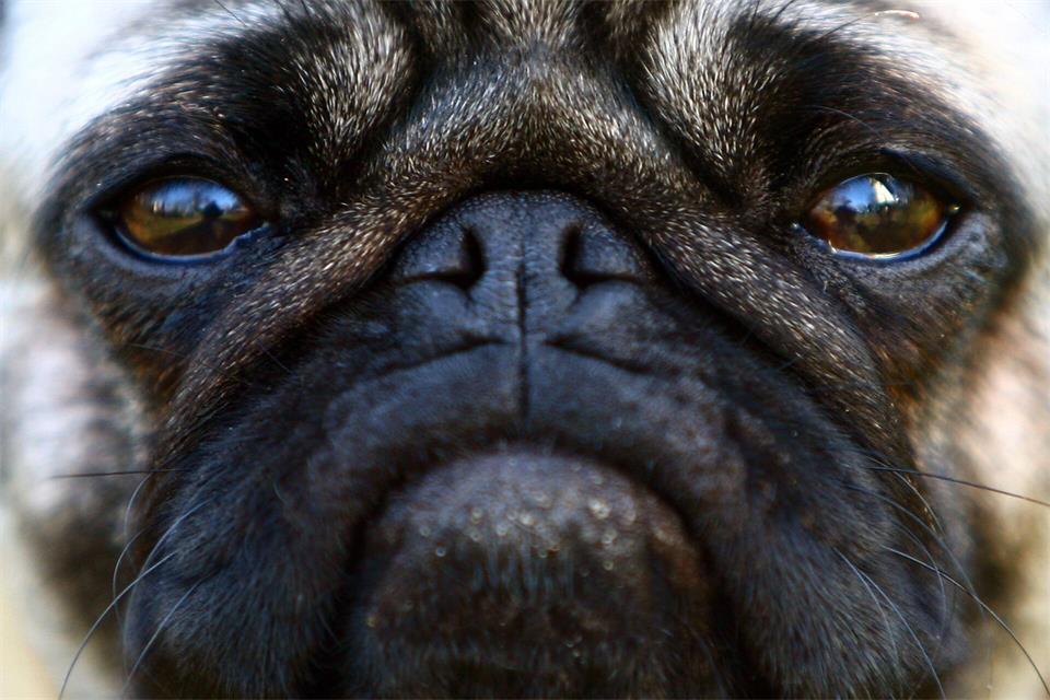 Hitze und Belastung können bei kurznasigen Hunden schwere Atemnot auslösen, die in Extremfällen zum Ersticken führen kann. (Symbolbild) Fredrik von Erichsen/dpa