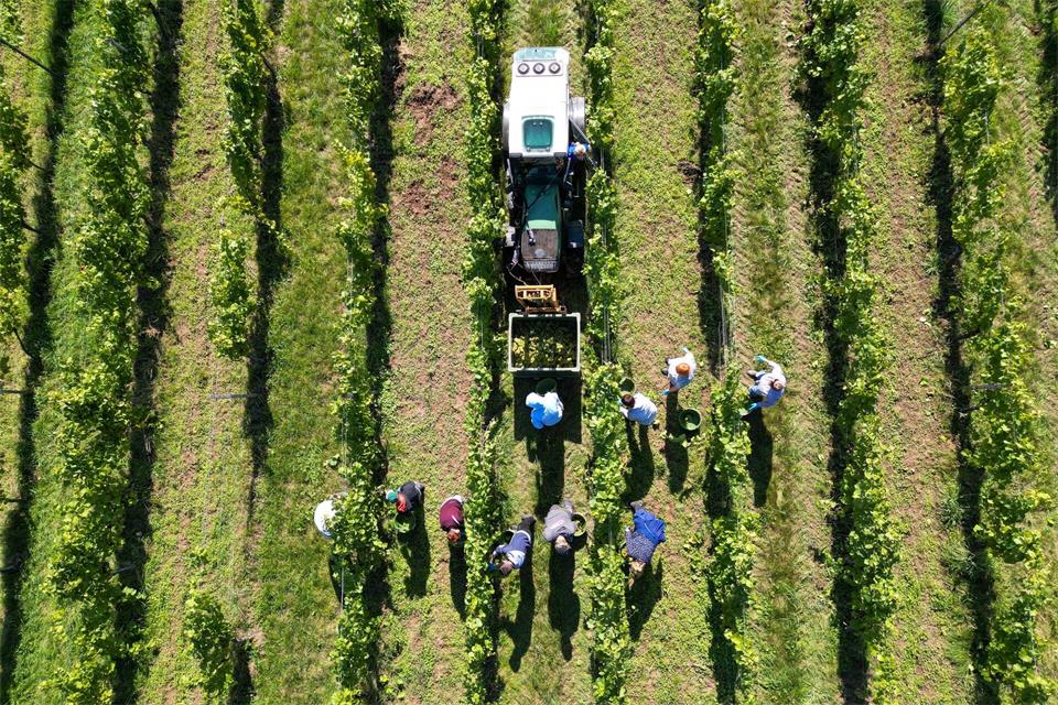 Hitze und Trockenheit ließen die Beeren vielerorts klein bleiben. (Archivbild)Hendrik Schmidt/dpa