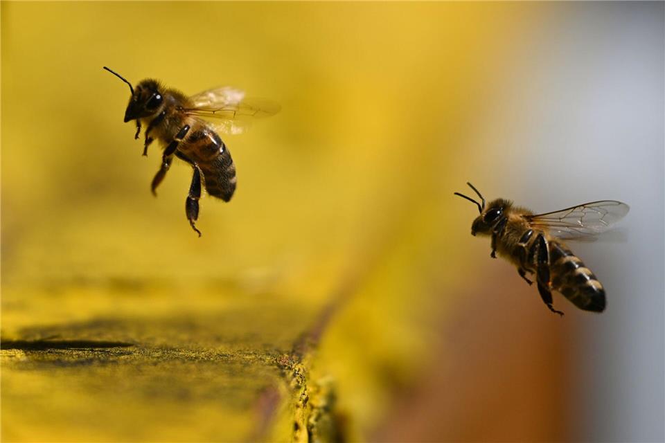 Hobby-Imkerei mit Hausregeln: Wer Bienen auf dem Balkon der Eigentumswohnung halten will, sollte sich lieber die Zustimmung der Wohnungseigentümergemeinschaft einholen.picture alliance/dpa