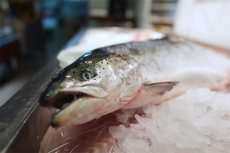 Hobbyangler dürfen auch im kommenden Jahr vor den hiesigen Küsten Lachs angeln. (Archivbild)Marcus Brandt/dpa
