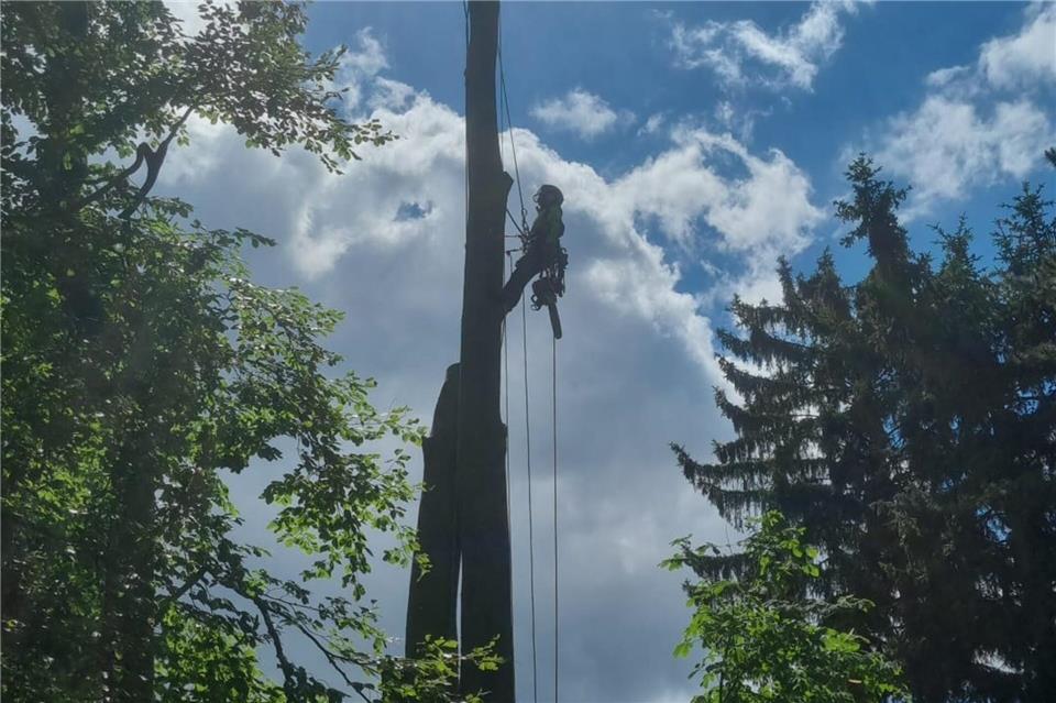 Hoch oben in den Bäumen sind die Mitarbeiter unterwegs.