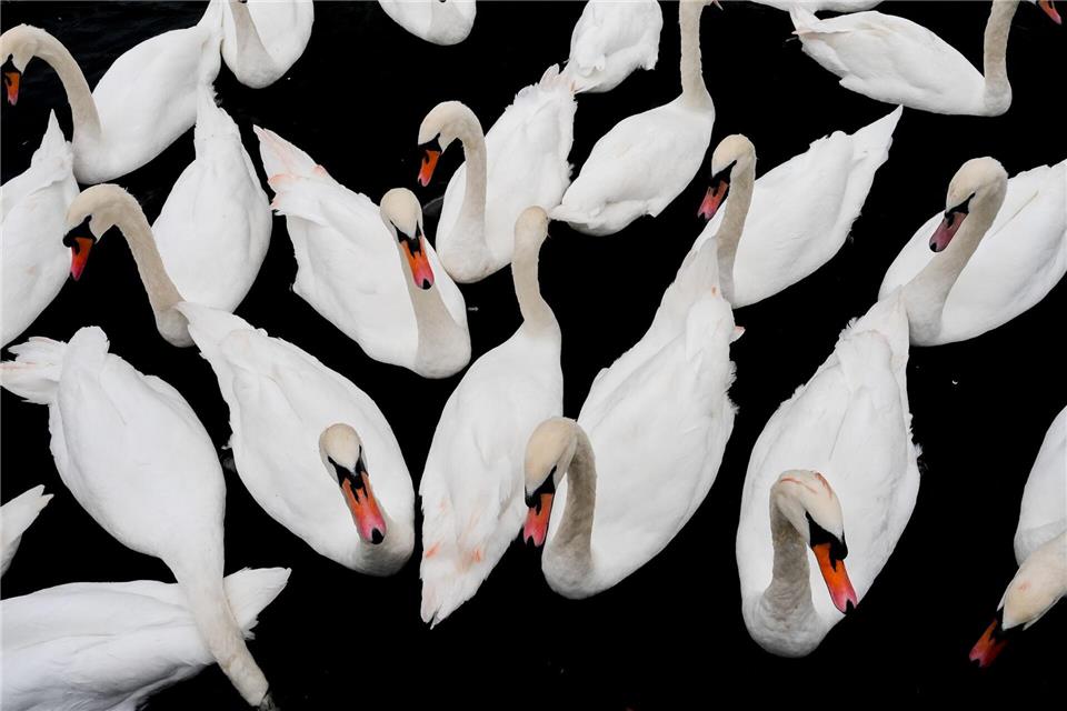 Bilder des Tages Höckerschwäne schwimmen auf der Themse in Windsor.Julia Demaree Nikhinson/AP/dpa