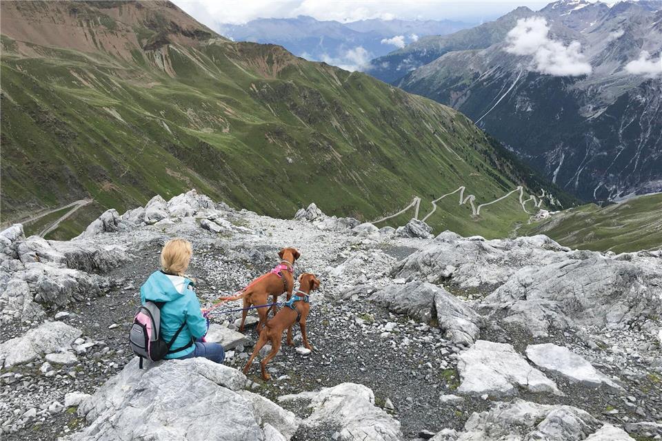 Höhenluft schnuppern: Mensch und Hund genießen die Aussicht und Bewegung in den Bergen.Müller Rüschlikon 2019/dpa-tmn