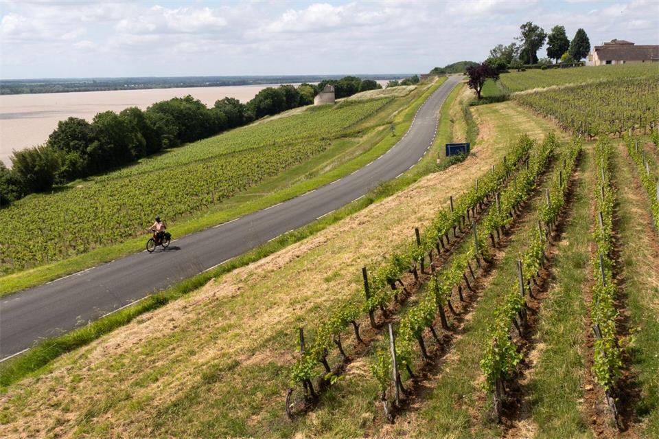 Höhepunkt der Radreise: Unterwegs zwischen den Weinbergen um Bayon-sur-Gironde.Andreas Drouve/dpa-tmn