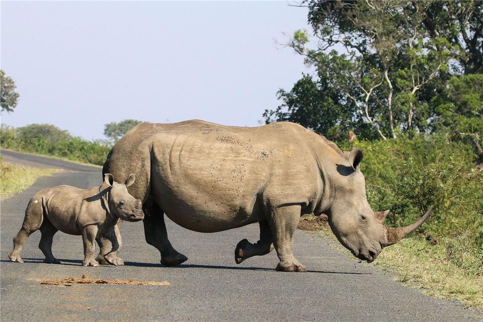 Hörner von Nashörnern sind wegen des hohen Preises ein begehrtes Schmuggelgut. (Handout)Tim Kuiper/Greater Kruger Environmental Protection Foundation/dpa