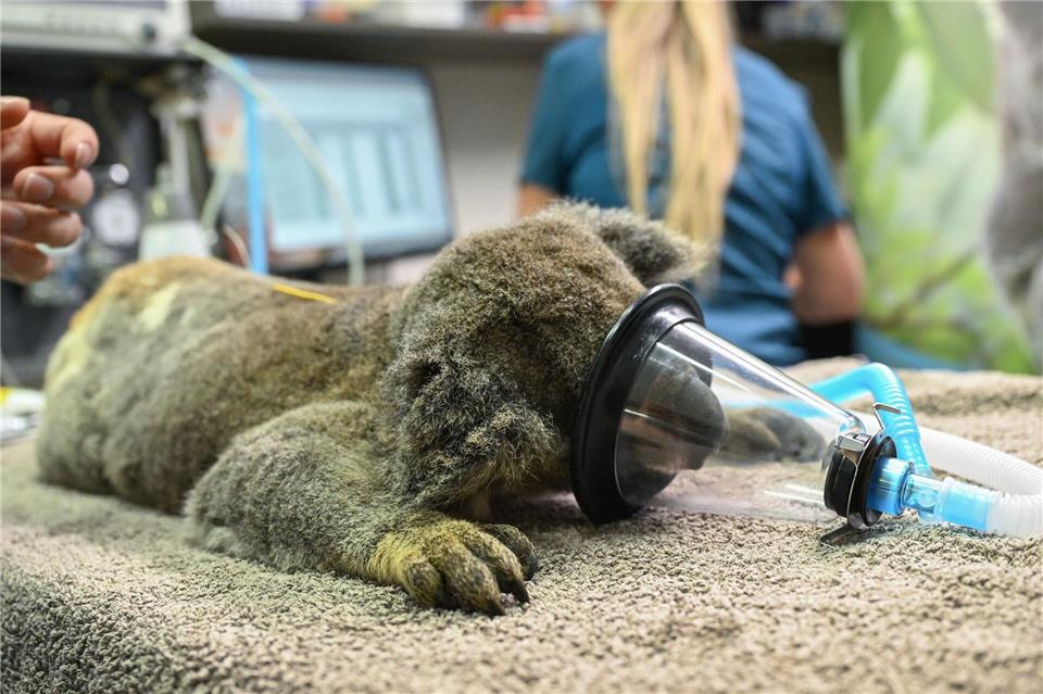 Bilder des Tages Hoffnung für Koalas: Neuer Impfstoff gegen Chlamydien vorgestelltDarren England/AAP/dpa