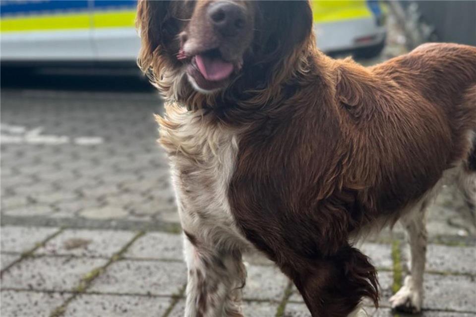 Hofhund Asko ist allein zum Bahnhof gelaufen und mit der Bahn nach Münster gefahren. (Archivbild)Bundespolizei/dpa