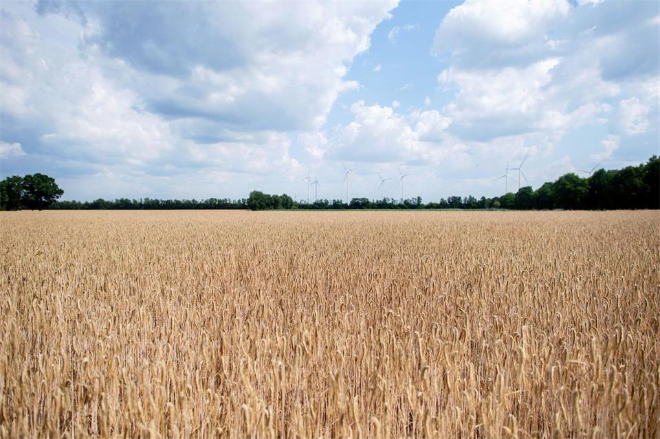 Hohe Kosten setzen Betriebe unter Druck, warnt der Bauernverband..  Hauke-Christian Dittrich/dpa