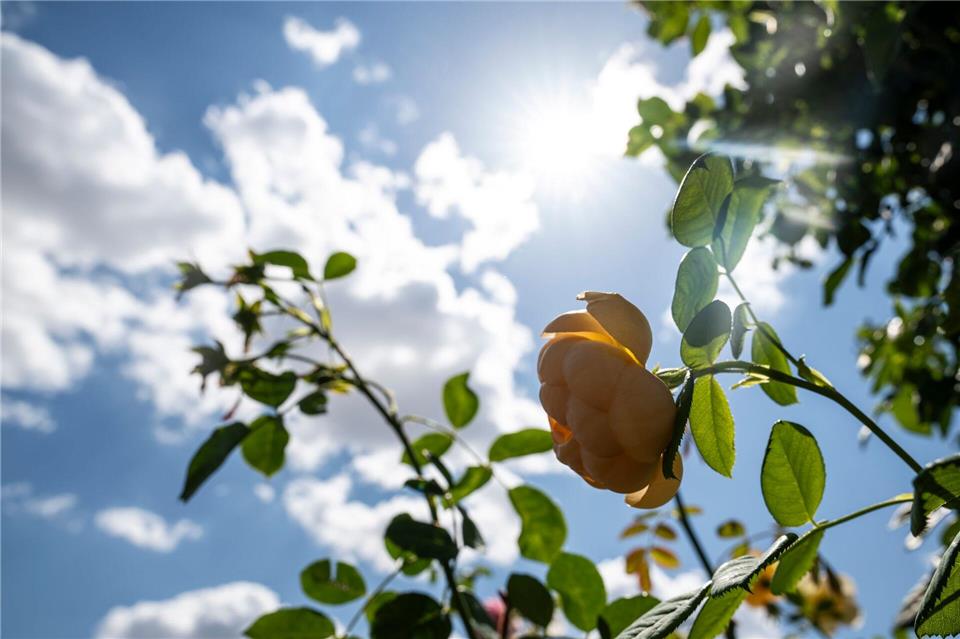 Hohe Temperaturen und viel Sonne werden in den nächsten tagen erwartet. (Symbolbild)Hannes P. Albert/dpa