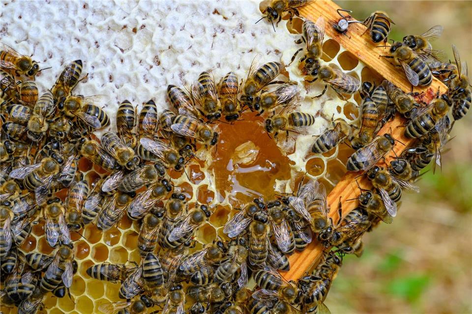 Holger Ackermann fasziniert, wie Bienen für die Gemeinschaft arbeiten.Patrick Pleul/dpa