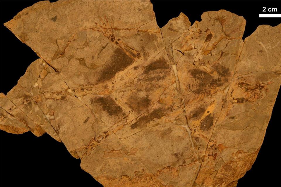 Holotypexemplar der kreidezeitlichen Säugetierform Arboroharamiya fuscus.Chang-fu Zhou/-/dpa