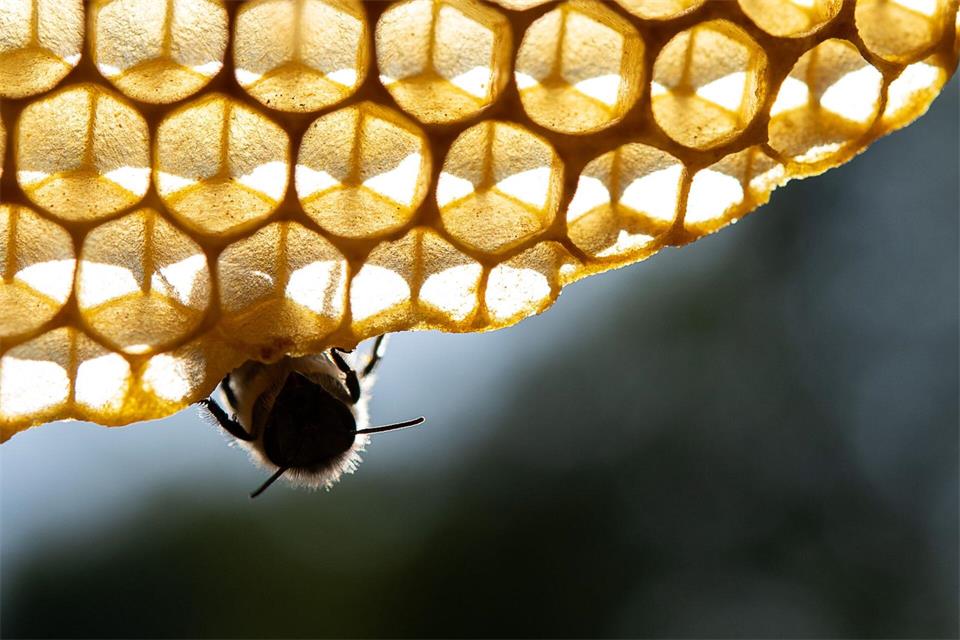 Honigbienen sind wegen Hitze und Dürre in einer Art Notbetrieb. (Archivbild) Sebastian Gollnow/dpa