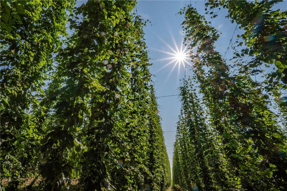 Hopfen im Anbaugebiet Hallertau.Armin Weigel/dpa