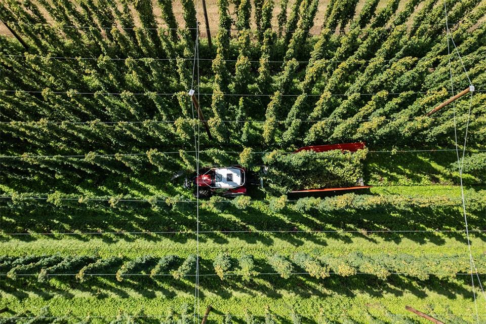 Hopfenernte in der baden-württembergischen Anbauregion Tettnang. (Symbolbild)Silas Stein/dpa