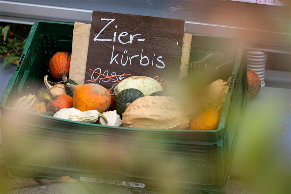 Hübsch anzusehen, aber nichts für den Teller: Zierkürbisse können giftige Bitterstoffe enthalten.picture alliance/dpa