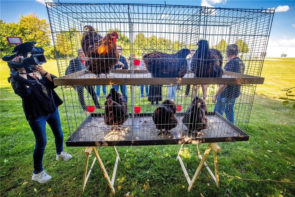Hühner im Reisekäfig.Jens Büttner/dpa