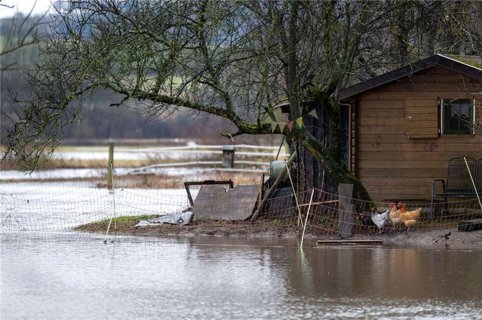 Hühner in Hemmendorf blicken aufs Hochwasser.Pia Bayer/dpa