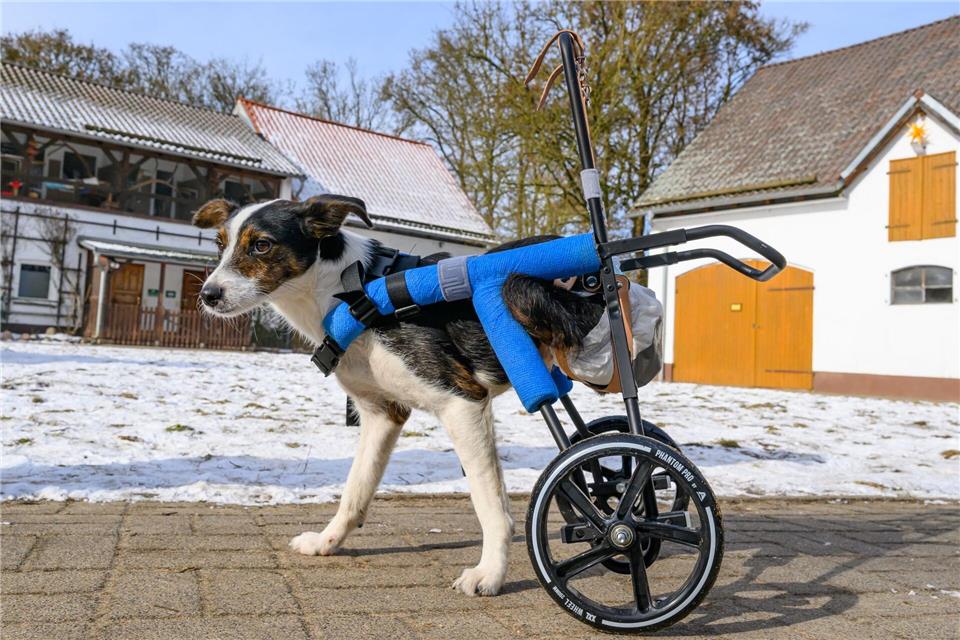Hündin Mina ist mit ihrem Rollwagen unterwegs.Patrick Pleul/dpa