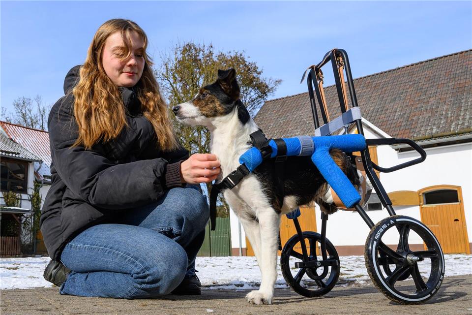 Hündin Mina ist querschnittsgelähmt und auf einen speziellen Rollwagen angewiesen.Patrick Pleul/dpa