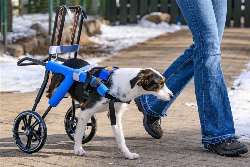 Hündin Mina ist querschnittsgelähmt.Patrick Pleul/dpa