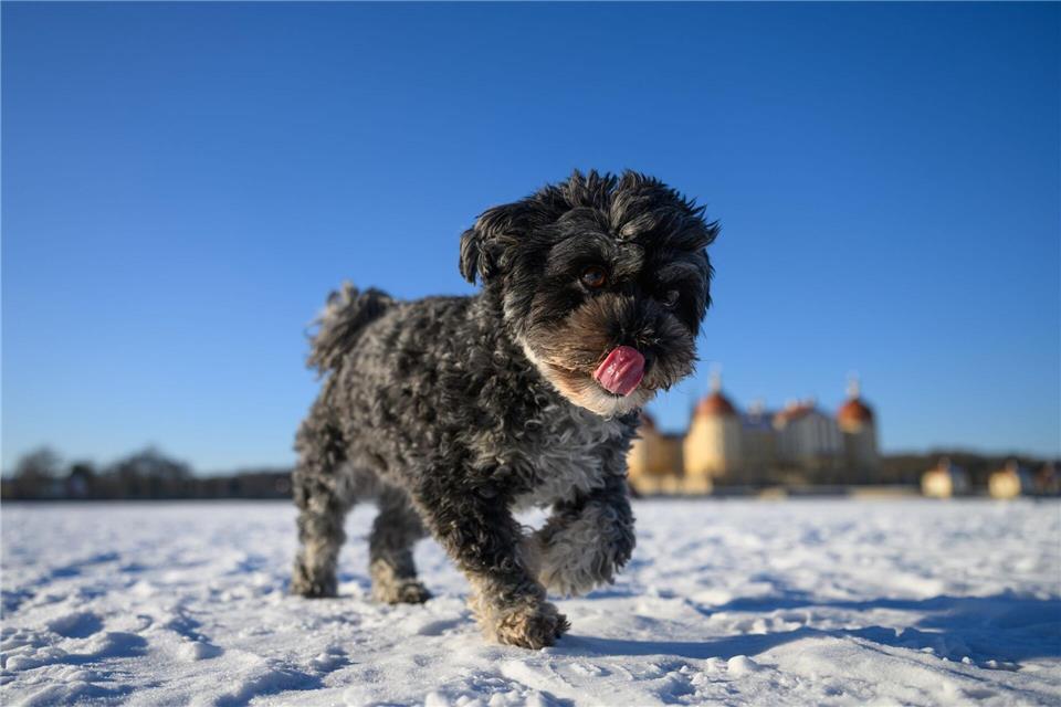 Hündin Rosi rennt über den zugefrorenen Teich von Schloss Moritzburg.Robert Michael/dpa