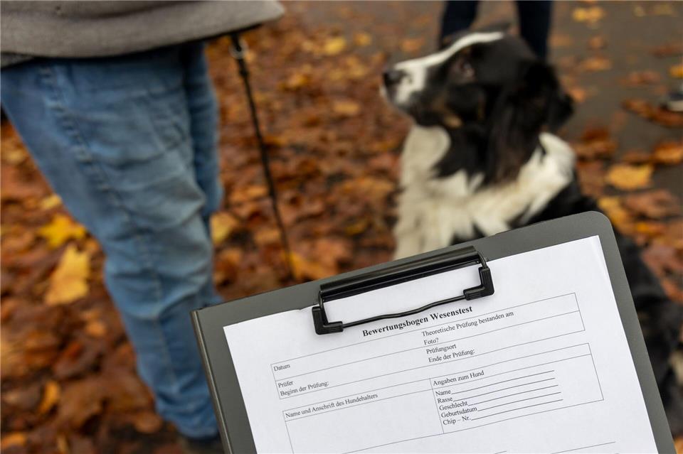 Hündin Smilla musste einen Wesenstest absolvieren. Die Ergebnisse werden auf einem Bewertungsbogen protokolliert. (Szene ist nachgestellt) Christian Lademann/dpa
